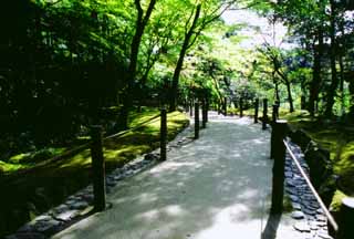 photo,material,free,landscape,picture,stock photo,Creative Commons,Path in tender green, Ginkakuji, , , 