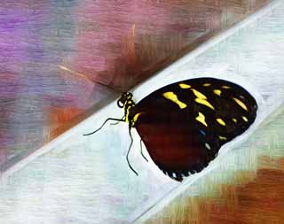 illust, materiale, libero panorama, ritratto dipinto, matita di colore disegna a pastello, disegnando,La farfalla del paese meridionale, penna, antenna, farfalla, 