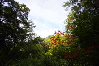 photo, la matire, libre, amnage, dcrivez, photo de la rserve,Verni des feuilles colores, fort, Lumire du soleil, vernissez l'arbre, Mt. Bandai-san