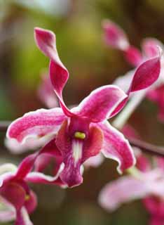 , , , , ,  .,orchid purplish , orchid, , petal,  gorgeous