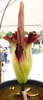 fotografia, material, livra, ajardine, imagine, proveja fotografia,A maior flor de mundo titanum de Amorphophallus, Cheiro ptrido, flor enorme, Konnyaku, 