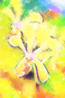 illust, materiale, libero panorama, ritratto dipinto, matita di colore disegna a pastello, disegnando,Un'orchidea della crema, Un'orchidea, , petalo, Io sono sfarzoso