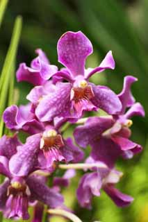 photo, la matire, libre, amnage, dcrivez, photo de la rserve,L'orchide du rouge violac, Une orchide, , ptale, Je suis magnifique