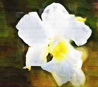 illust, materiale, libero panorama, ritratto dipinto, matita di colore disegna a pastello, disegnando,Un'orchidea bianca, Un'orchidea, , petalo, Io sono sfarzoso