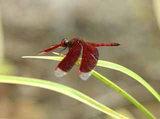 , , , , ,  .,Naan    tortoise  dragonfly, dragonfly, , - , jewel  