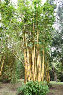 Foto, materiell, befreit, Landschaft, Bild, hat Foto auf Lager,Goldener Bambus, Bambus, Gelb, Gewhnlicher japanischer Bambus, Hauspflanze