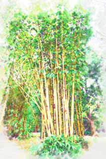 illust, materiell, befreit, Landschaft, Bild, Gemlde, Farbbleistift, Wachsmalstift, Zeichnung,,Goldener Bambus, Bambus, Gelb, Gewhnlicher japanischer Bambus, Hauspflanze