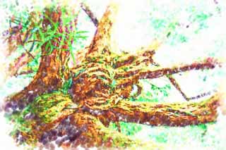 illust, materiale, libero panorama, ritratto dipinto, matita di colore disegna a pastello, disegnando,Un albero tropicale, L'abbaio, grande albero, albero, La giungla