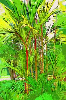 illustration,material,free,landscape,picture,painting,color pencil,crayon,drawing,An orangutan palm, palm tree, houseplant, tropical plant, I am cinnabar red