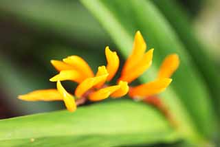 photo,material,free,landscape,picture,stock photo,Creative Commons,A flower of the ginger, flower of the ginger, Ginger, tropical plant, Yellow