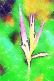 illust, materiale, libero panorama, ritratto dipinto, matita di colore disegna a pastello, disegnando,Un fiore dello zenzero, fiore dello zenzero, Ginger, pianta tropicale, Garofano
