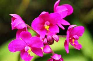Foto, materiell, befreit, Landschaft, Bild, hat Foto auf Lager,Eine purpurrote Orchidee, Eine Orchidee, , , Ich bin luxuris