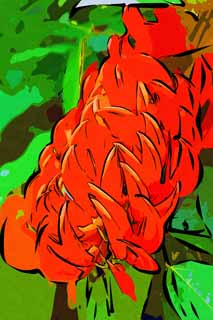 illust, matire, libre, paysage, image, le tableau, crayon de la couleur, colorie, en tirant,Une fleur rouge, Rouge, ptale, clou, plante tropique