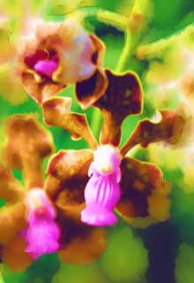 illust, materiale, libero panorama, ritratto dipinto, matita di colore disegna a pastello, disegnando,Un'orchidea marrone, Un'orchidea, , , Io sono lussuoso