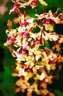 illust, materiell, befreit, Landschaft, Bild, Gemlde, Farbbleistift, Wachsmalstift, Zeichnung,,Eine gelbe Orchidee, Eine Orchidee, , , Ich bin luxuris