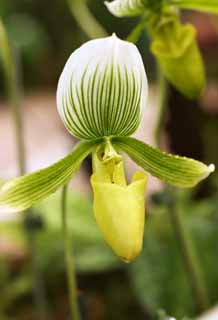 , , , , ,  .,Paphiopedilum, orchid, , ,  