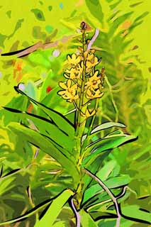 illustration,material,free,landscape,picture,painting,color pencil,crayon,drawing,A yellow orchid, An orchid, , , I am luxurious