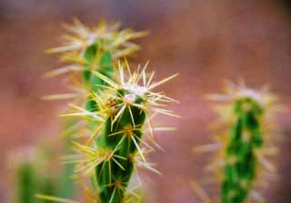 fotografia, materiale, libero il panorama, dipinga, fotografia di scorta,Cactus, cactus, , , 