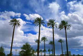 photo,material,free,landscape,picture,stock photo,Creative Commons,Wind in an oasis, blue sky, palm, cloud, 