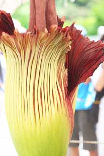 photo,material,free,landscape,picture,stock photo,Creative Commons,World's greatest flower Amorphophallus titanum, Putrid smell, huge flower, Konnyaku, 