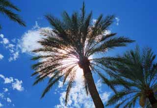 fotografia, material, livra, ajardine, imagine, proveja fotografia,rvore de palma ao sol, cu azul, palma, , 