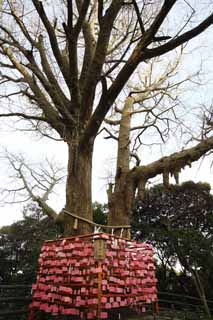 photo,material,free,landscape,picture,stock photo,Creative Commons,Eshima Shrine side Tsunomiya votive tablet, lower shrine, Shinto shrine, votive tablet, ginkgo