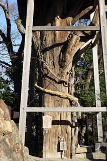 fotografia, material, livra, ajardine, imagine, proveja fotografia,Inuyama-jo castelo Osugi, rvore sagrada, O latido, rvore grande, castelo