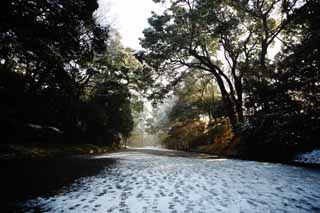 photo,material,free,landscape,picture,stock photo,Creative Commons,Meiji Shrine approach to a shrine, The Emperor, Shinto shrine, Snow, An approach to a shrine