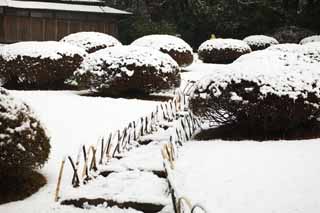 Foto, materiell, befreit, Landschaft, Bild, hat Foto auf Lager,Meiji Shrine Imperial Garten, Schintoistischer Schrein, Gartenpflanze, Der Kaiser, Natur