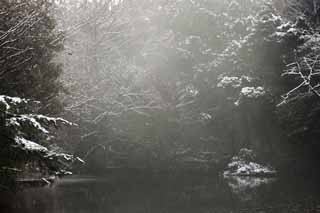 Foto, materiell, befreit, Landschaft, Bild, hat Foto auf Lager,Meiji Shrine Imperial Garten, Schintoistischer Schrein, Teich, Der Kaiser, Natur