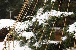 Foto, materieel, vrij, landschap, schilderstuk, bevoorraden foto,Meiji Shrine Imperial tuinieren, Shinto heiligdom, De aftakking-ondersteunende sneeuw-touwen van de pijnboom, De Keizer, Sneeuw vissend