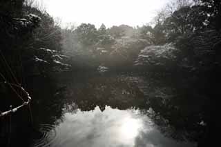 photo, la matire, libre, amnage, dcrivez, photo de la rserve,Temple Meiji jardin Imprial, Temple shintoste, tang, L'empereur, Nature