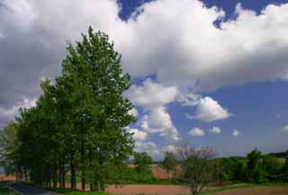 fotografia, material, livra, ajardine, imagine, proveja fotografia,Linha de rvore e nuvem, arvoredo, nuvem, cu azul, fila de rvores