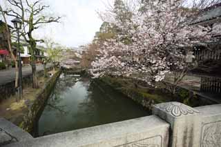 Foto, materieel, vrij, landschap, schilderstuk, bevoorraden foto,Kurashiki kers boom, Kers boom, , Brug, Japanse cultuur