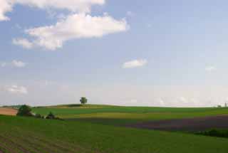 fotografia, materiale, libero il panorama, dipinga, fotografia di scorta,Terreno coltivato enorme, campo, nube, cielo blu, 
