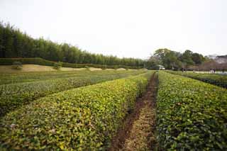 Foto, materiell, befreit, Landschaft, Bild, hat Foto auf Lager,Koraku-en Garden Teeplantage, Teepflanze, Tee, Teefest, Teeblatt