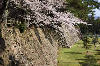 foto,tela,gratis,paisaje,fotografa,idea,Castillo de Matsue - jo, Cerezo, Cimentacin con pilotes - piedras, Castillo, Ishigaki