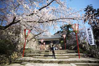 Foto, materiell, befreit, Landschaft, Bild, hat Foto auf Lager,Matsue-jo Burg, Kirschenbaum, steinigen Sie Treppe, Burg, Ishigaki
