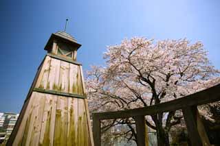 photo, la matire, libre, amnage, dcrivez, photo de la rserve,Arbre de cerise Gensuke, arbre de la cerise, , , lanterne de jardin
