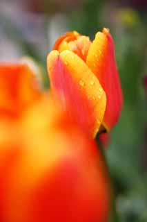 fotografia, material, livra, ajardine, imagine, proveja fotografia,Uma tulipa, tulipa, , flor, Sedimento calcrio