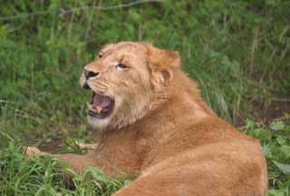 photo,material,free,landscape,picture,stock photo,Creative Commons,Yawning lion, lion, Lion, yawn, 