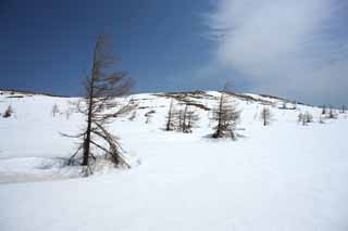 photo,material,free,landscape,picture,stock photo,Creative Commons,Kusatsu Mt. Shirane snowy field, tree, blue sky, high mountain, Shape of a tree