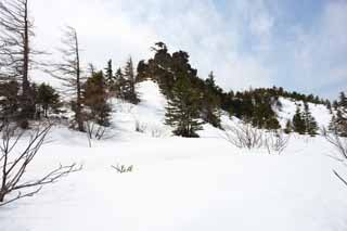 photo,material,free,landscape,picture,stock photo,Creative Commons,Kusatsu Mt. Shirane snowy field, tree, blue sky, high mountain, Shape of a tree